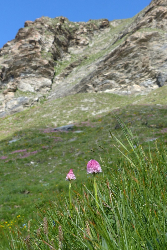 Nigritella corneliana, una regina nelle Alpi occidentali  Savoia francese   luglio 2023.